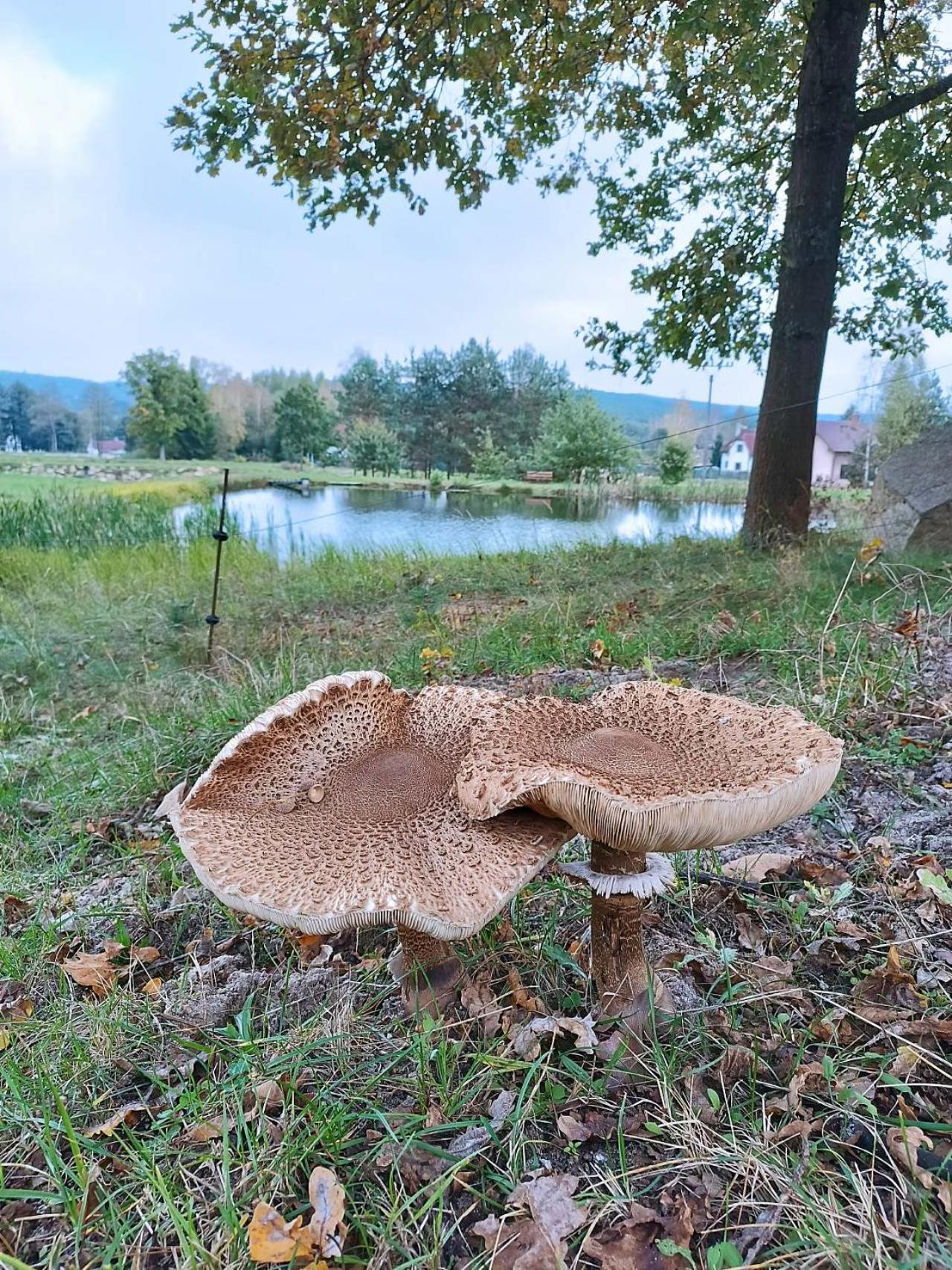 Klidna Lokalita Na Kraji Lesa, Cely Dum S Uschovnu Kol Villa Nová Bystřice Eksteriør bilde
